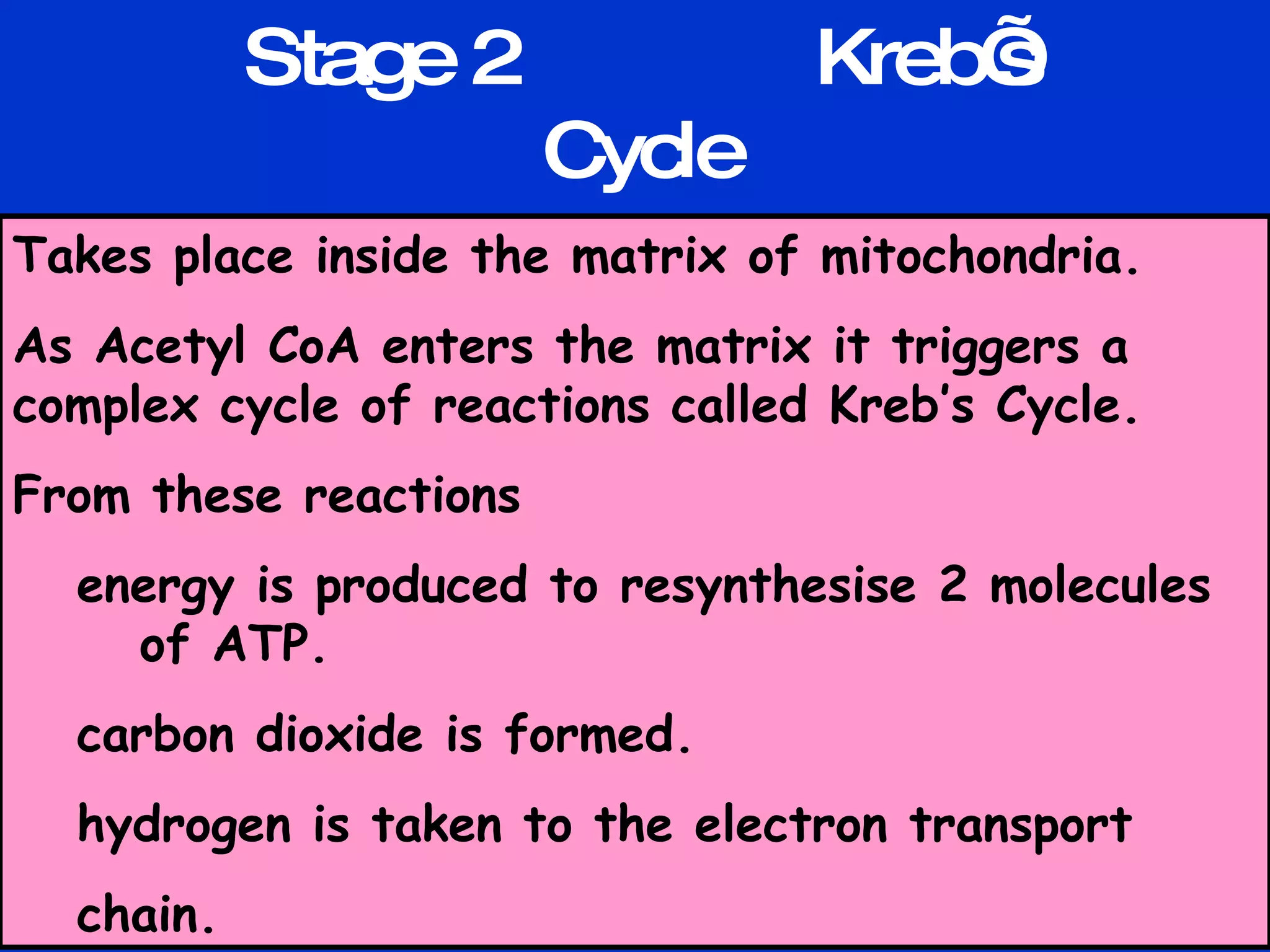 Stage 2  Kreb’s Cycle Takes place inside the matrix of mitochondria. As Acetyl CoA enters the matrix it triggers a complex cycle of reactions called Kreb’s Cycle. From these reactions energy is produced to resynthesise 2 molecules  of ATP. carbon dioxide is formed.  hydrogen is taken to the electron transport chain. 