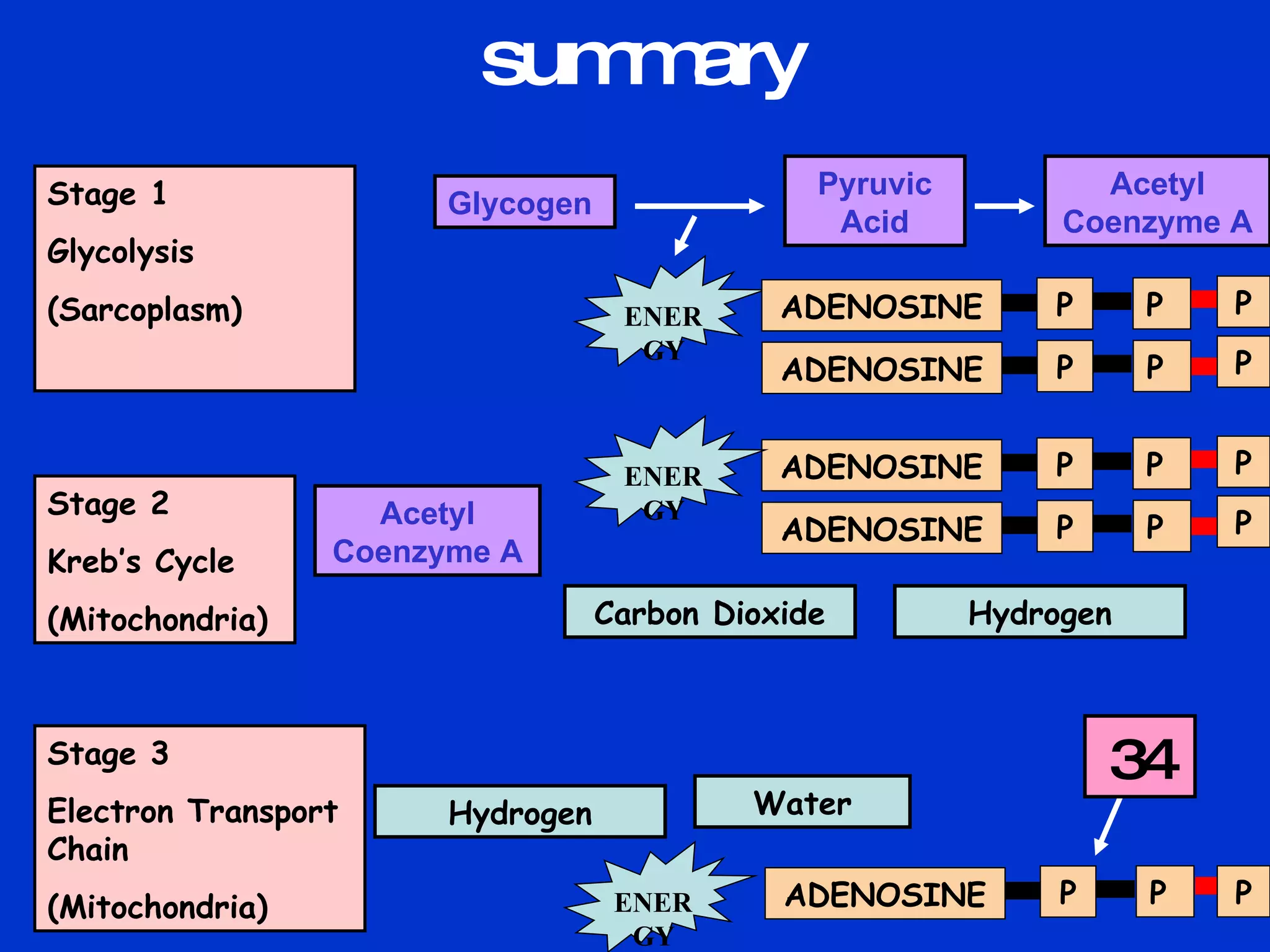 summary Stage 1  Glycolysis (Sarcoplasm) Stage 2  Kreb’s Cycle (Mitochondria) Stage 3 Electron Transport Chain (Mitochondria) Glycogen Pyruvic Acid Acetyl Coenzyme A Acetyl Coenzyme A Carbon Dioxide Hydrogen Hydrogen Water 34 ENERGY ADENOSINE  P  P  ADENOSINE  P  P  P  P  ADENOSINE  P  P  ADENOSINE  P  P  P  P  ENERGY ADENOSINE  P  P  P  ENERGY 