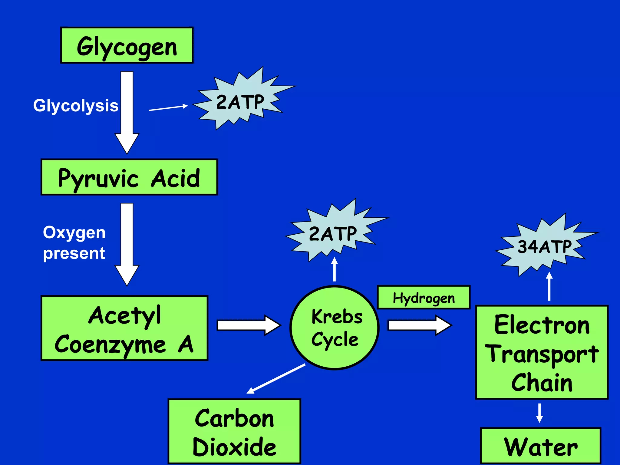 Glycogen Pyruvic Acid Acetyl Coenzyme A Carbon Dioxide Electron Transport Chain Glycolysis Water Oxygen present Hydrogen 2ATP 2ATP 34ATP Krebs Cycle 
