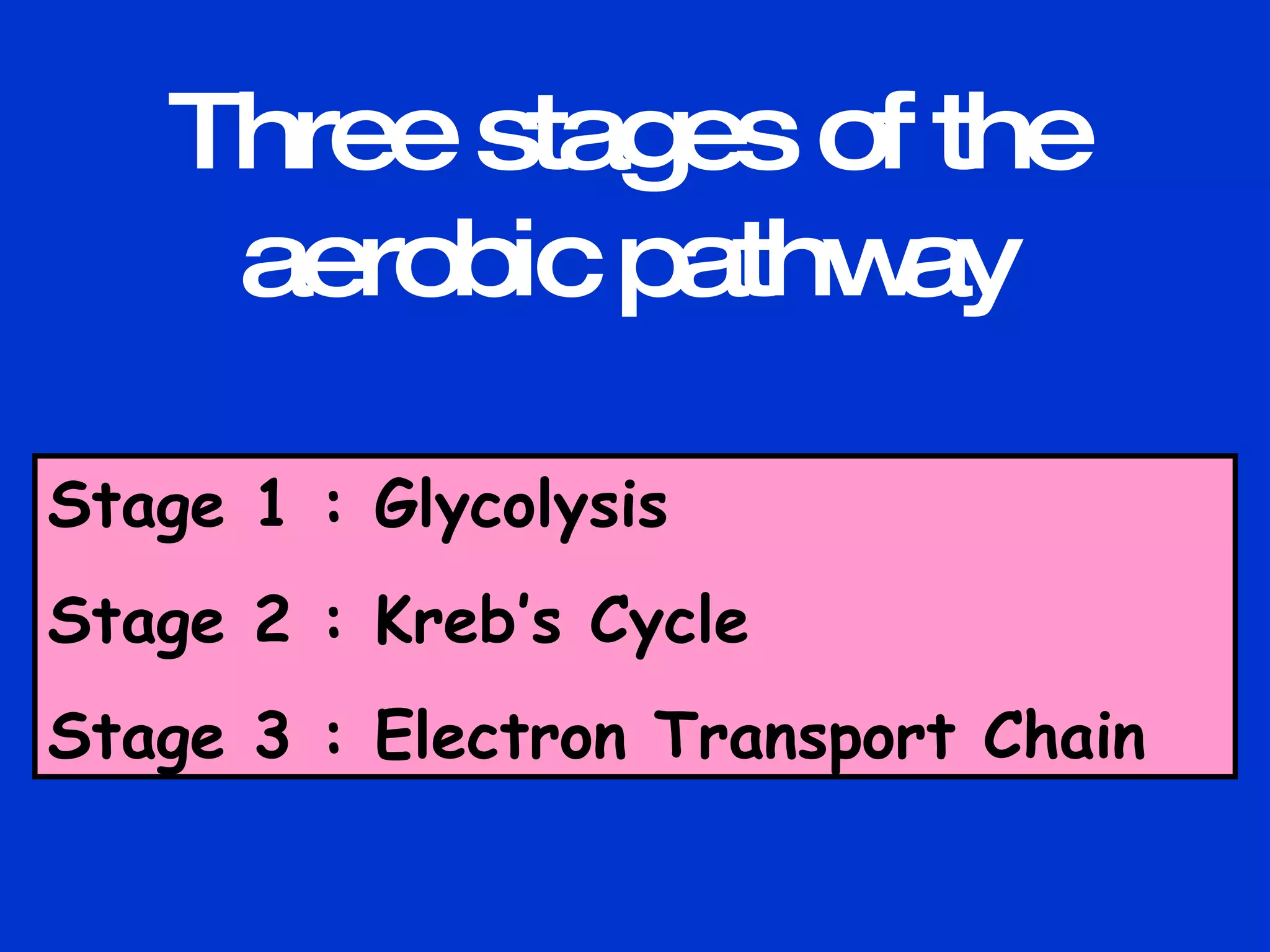 Three stages of the aerobic pathway Stage 1 : Glycolysis Stage 2 : Kreb’s Cycle Stage 3 : Electron Transport Chain 