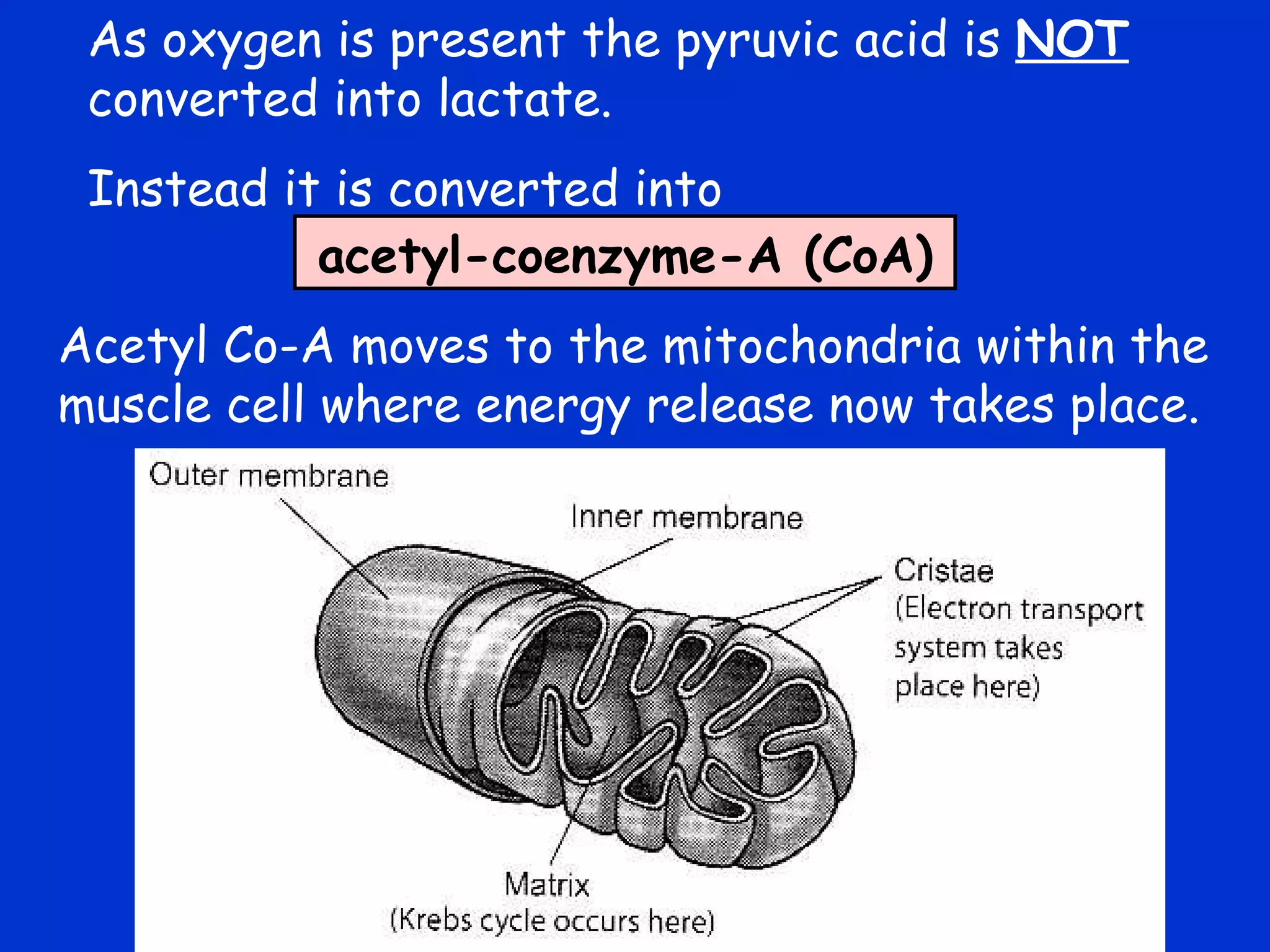 As oxygen is present the pyruvic acid is  NOT   converted into lactate. Instead it is converted into acetyl-coenzyme-A (CoA) Acetyl Co-A moves to the mitochondria within the muscle cell where energy release now takes place. 