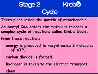 Stage 2  Kreb’s Cycle Takes place inside the matrix of mitochondria. As Acetyl CoA enters the matrix it triggers a complex cycle of reactions called Kreb’s Cycle. From these reactions energy is produced to resynthesise 2 molecules  of ATP. carbon dioxide is formed.  hydrogen is taken to the electron transport chain. 
