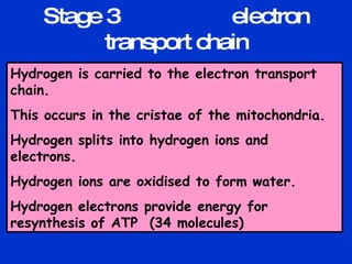 Stage 3  electron transport chain Hydrogen is carried to the electron transport chain. This occurs in the cristae of the mitochondria. Hydrogen splits into hydrogen ions and electrons. Hydrogen ions are oxidised to form water. Hydrogen electrons provide energy for resynthesis of ATP  (34 molecules) 