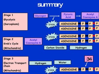 summary Stage 1  Glycolysis (Sarcoplasm) Stage 2  Kreb’s Cycle (Mitochondria) Stage 3 Electron Transport Chain (Mitochondria) Glycogen Pyruvic Acid Acetyl Coenzyme A Acetyl Coenzyme A Carbon Dioxide Hydrogen Hydrogen Water 34 ENERGY ADENOSINE  P  P  ADENOSINE  P  P  P  P  ADENOSINE  P  P  ADENOSINE  P  P  P  P  ENERGY ADENOSINE  P  P  P  ENERGY 