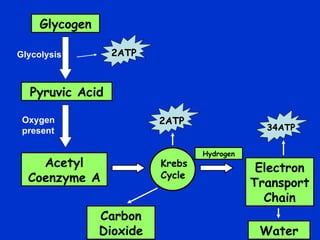 Glycogen Pyruvic Acid Acetyl Coenzyme A Carbon Dioxide Electron Transport Chain Glycolysis Water Oxygen present Hydrogen 2ATP 2ATP 34ATP Krebs Cycle 