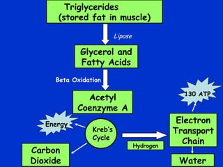 Triglycerides  (stored fat in muscle) Glycerol and Fatty Acids Beta Oxidation Lipase Carbon Dioxide Electron Transport Chain Water Acetyl Coenzyme A Hydrogen Energy 130 ATP Kreb’s Cycle 