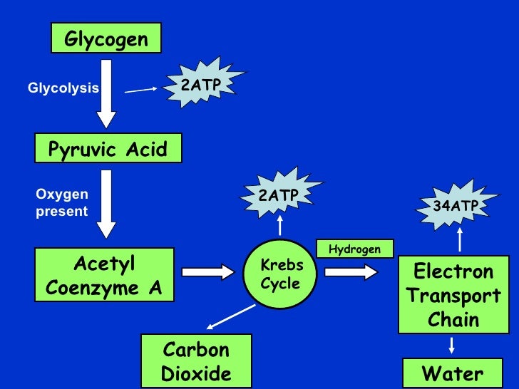 diagram for cycle krebs system Aerobic diagram for cycle krebs system Aerobic