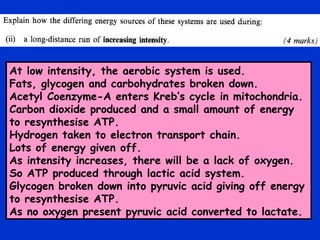 At low intensity, the aerobic system is used. Fats, glycogen and carbohydrates broken down. Acetyl Coenzyme-A enters Kreb’s cycle in mitochondria. Carbon dioxide produced and a small amount of energy to resynthesise ATP. Hydrogen taken to electron transport chain. Lots of energy given off. As intensity increases, there will be a lack of oxygen. So ATP produced through lactic acid system. Glycogen broken down into pyruvic acid giving off energy to resynthesise ATP. As no oxygen present pyruvic acid converted to lactate. 
