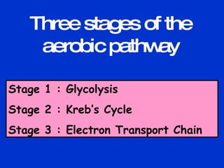 Three stages of the aerobic pathway Stage 1 : Glycolysis Stage 2 : Kreb’s Cycle Stage 3 : Electron Transport Chain 
