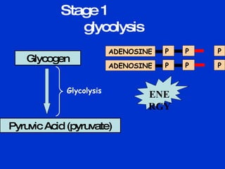 Stage 1  glycolysis Glycogen Pyruvic Acid (pyruvate) Glycolysis P  P  ENERGY ADENOSINE  P  P  ADENOSINE  P  P  