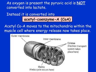 As oxygen is present the pyruvic acid is  NOT   converted into lactate. Instead it is converted into acetyl-coenzyme-A (CoA) Acetyl Co-A moves to the mitochondria within the muscle cell where energy release now takes place. 