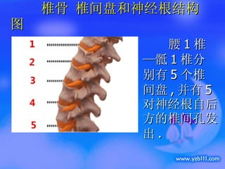 腰 1 椎—骶 1 椎分别有 5 个椎间盘 , 并有 5 对神经根自后方的椎间孔发出 . 椎骨 椎间盘和神经根结构图 