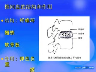 椎间盘的结构和作用 结构 :  纤维环 髓核 软骨板 作用 :  弹性负重   缓冲振荡 