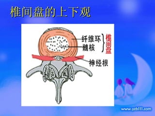 椎间盘的上下观 