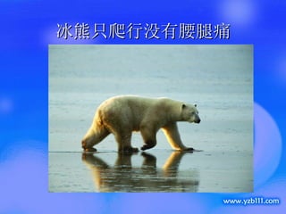 冰熊只爬行没有腰腿痛 