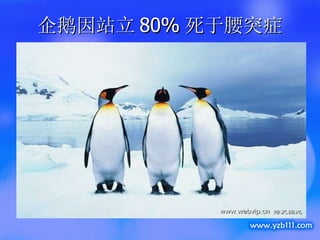 企鹅因站立 80% 死于腰突症 