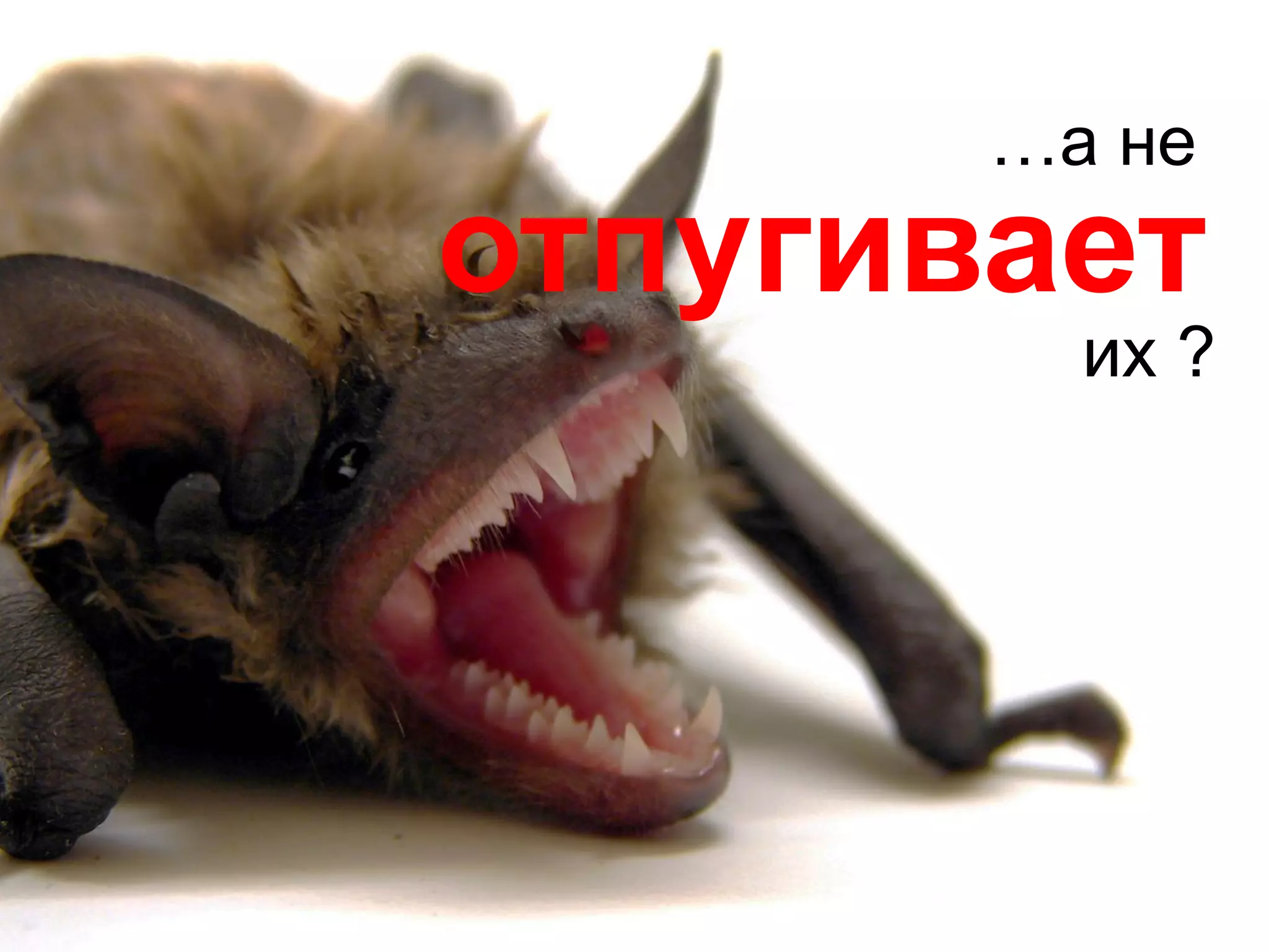 …а не

отпугивает

их ?

 