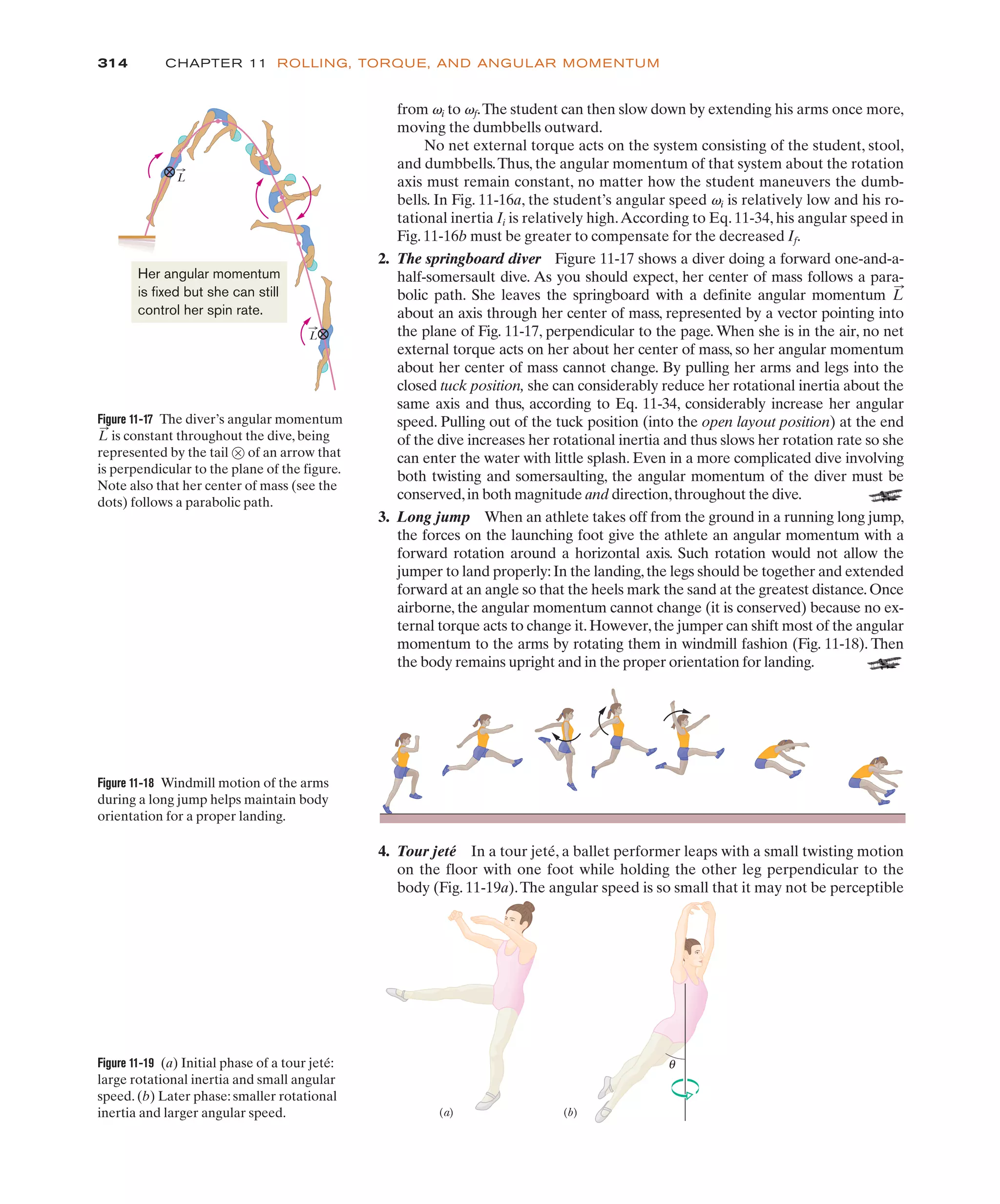 314 CHAPTER 11 ROLLING, TORQUE, AND ANGULAR MOMENTUM
from vi to vf.The student can then slow down by extending his arms once more,
moving the dumbbells outward.
No net external torque acts on the system consisting of the student, stool,
and dumbbells.Thus, the angular momentum of that system about the rotation
axis must remain constant, no matter how the student maneuvers the dumb-
bells. In Fig. 11-16a, the student’s angular speed vi is relatively low and his ro-
tational inertia Ii is relatively high.According to Eq. 11-34, his angular speed in
Fig. 11-16b must be greater to compensate for the decreased If.
2. The springboard diver Figure 11-17 shows a diver doing a forward one-and-a-
half-somersault dive. As you should expect, her center of mass follows a para-
bolic path. She leaves the springboard with a definite angular momentum
about an axis through her center of mass, represented by a vector pointing into
the plane of Fig. 11-17, perpendicular to the page. When she is in the air, no net
external torque acts on her about her center of mass, so her angular momentum
about her center of mass cannot change. By pulling her arms and legs into the
closed tuck position, she can considerably reduce her rotational inertia about the
same axis and thus, according to Eq. 11-34, considerably increase her angular
speed. Pulling out of the tuck position (into the open layout position) at the end
of the dive increases her rotational inertia and thus slows her rotation rate so she
can enter the water with little splash. Even in a more complicated dive involving
both twisting and somersaulting, the angular momentum of the diver must be
conserved,in both magnitude and direction,throughout the dive.
3. Long jump When an athlete takes off from the ground in a running long jump,
the forces on the launching foot give the athlete an angular momentum with a
forward rotation around a horizontal axis. Such rotation would not allow the
jumper to land properly:In the landing,the legs should be together and extended
forward at an angle so that the heels mark the sand at the greatest distance.Once
airborne, the angular momentum cannot change (it is conserved) because no ex-
ternal torque acts to change it.However,the jumper can shift most of the angular
momentum to the arms by rotating them in windmill fashion (Fig. 11-18). Then
the body remains upright and in the proper orientation for landing.
L
:
Figure 11-18 Windmill motion of the arms
during a long jump helps maintain body
orientation for a proper landing.
(a) (b)
θ
Figure 11-19 (a) Initial phase of a tour jeté:
large rotational inertia and small angular
speed. (b) Later phase: smaller rotational
inertia and larger angular speed.
Figure 11-17 The diver’s angular momentum
is constant throughout the dive, being
represented by the tail # of an arrow that
is perpendicular to the plane of the figure.
Note also that her center of mass (see the
dots) follows a parabolic path.
L
:
L
L
Her angular momentum
is fixed but she can still
control her spin rate.
4. Tour jeté In a tour jeté, a ballet performer leaps with a small twisting motion
on the floor with one foot while holding the other leg perpendicular to the
body (Fig. 11-19a).The angular speed is so small that it may not be perceptible
 