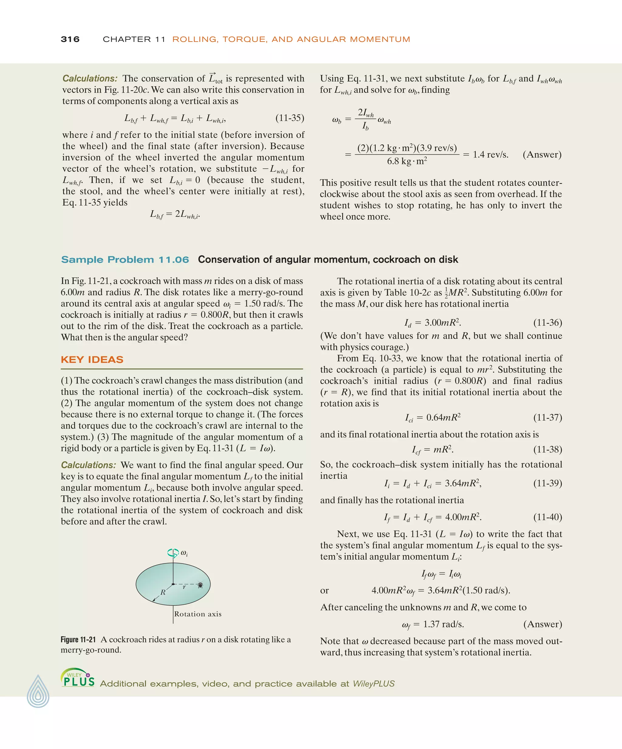 316 CHAPTER 11 ROLLING, TORQUE, AND ANGULAR MOMENTUM
Calculations: The conservation of is represented with
vectors in Fig. 11-20c.We can also write this conservation in
terms of components along a vertical axis as
Lb,f # Lwh,f ! Lb,i # Lwh,i, (11-35)
where i and f refer to the initial state (before inversion of
the wheel) and the final state (after inversion). Because
inversion of the wheel inverted the angular momentum
vector of the wheel’s rotation, we substitute %Lwh,i for
Lwh,f. Then, if we set Lb,i ! 0 (because the student,
the stool, and the wheel’s center were initially at rest),
Eq. 11-35 yields
Lb,f ! 2Lwh,i.
L
:
tot
The rotational inertia of a disk rotating about its central
axis is given by Table 10-2c as . Substituting 6.00m for
the mass M, our disk here has rotational inertia
. (11-36)
(We don’t have values for m and R, but we shall continue
with physics courage.)
From Eq. 10-33, we know that the rotational inertia of
the cockroach (a particle) is equal to mr2
. Substituting the
cockroach’s initial radius ( ) and final radius
( ), we find that its initial rotational inertia about the
rotation axis is
(11-37)
and its final rotational inertia about the rotation axis is
. (11-38)
So, the cockroach–disk system initially has the rotational
inertia
, (11-39)
and finally has the rotational inertia
. (11-40)
Next, we use Eq. 11-31 ( ) to write the fact that
the system’s final angular momentum Lf is equal to the sys-
tem’s initial angular momentum Li:
or .
After canceling the unknowns m and R, we come to
. (Answer)
Note that v decreased because part of the mass moved out-
ward, thus increasing that system’s rotational inertia.
vf ! 1.37 rad/s
4.00mR2
vf ! 3.64mR2
(1.50 rad/s)
If vf ! Iivi
L ! Iv
If ! Id # Icf ! 4.00mR2
Ii ! Id # Ici ! 3.64mR2
Icf ! mR2
Ici ! 0.64mR2
r ! R
r ! 0.800R
Id ! 3.00mR2
1
2MR2
Sample Problem 11.06 Conservation of angular momentum, cockroach on disk
In Fig. 11-21, a cockroach with mass m rides on a disk of mass
6.00m and radius R. The disk rotates like a merry-go-round
around its central axis at angular speed The
cockroach is initially at radius , but then it crawls
out to the rim of the disk. Treat the cockroach as a particle.
What then is the angular speed?
KEY IDEAS
(1) The cockroach’s crawl changes the mass distribution (and
thus the rotational inertia) of the cockroach–disk system.
(2) The angular momentum of the system does not change
because there is no external torque to change it. (The forces
and torques due to the cockroach’s crawl are internal to the
system.) (3) The magnitude of the angular momentum of a
rigid body or a particle is given by Eq.11-31 ( ).
Calculations: We want to find the final angular speed. Our
key is to equate the final angular momentum Lf to the initial
angular momentum Li, because both involve angular speed.
They also involve rotational inertia I. So, let’s start by finding
the rotational inertia of the system of cockroach and disk
before and after the crawl.
L ! Iv
r ! 0.800R
vi ! 1.50 rad/s.
Additional examples, video, and practice available at WileyPLUS
Figure 11-21 A cockroach rides at radius r on a disk rotating like a
merry-go-round.
Rotation axis
R
r
i
ω
Using Eq. 11-31, we next substitute Ibvb for Lb,f and Iwhvwh
for Lwh,i and solve for vb, finding
(Answer)
This positive result tells us that the student rotates counter-
clockwise about the stool axis as seen from overhead. If the
student wishes to stop rotating, he has only to invert the
wheel once more.
!
(2)(1.2 kg"m2
)(3.9 rev/s)
6.8 kg"m2
! 1.4 rev/s.
)b !
2Iwh
Ib
vwh
 