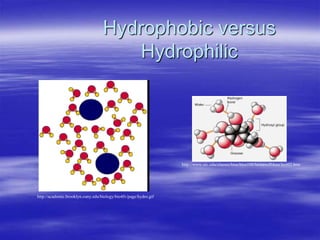 Hydrophobic versus
Hydrophilic
http://www.uic.edu/classes/bios/bios100/lecturesf04am/lect02.htm
http://academic.brooklyn.cuny.edu/biology/bio4fv/page/hydro.gif
 