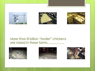 More than 8 billion “broiler” chickens are raised in these farms…………….