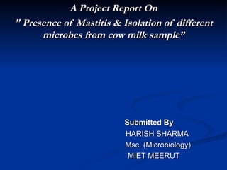 A Project Report On &quot; Presence of Mastitis & Isolation of different microbes from cow milk sample” Submitted By HARISH SHARMA  Msc. (Microbiology)  MIET MEERUT 