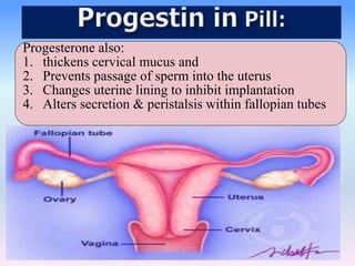 Progesterone also:
1. thickens cervical mucus and
2. Prevents passage of sperm into the uterus
3. Changes uterine lining to inhibit implantation
4. Alters secretion & peristalsis within fallopian tubes
 