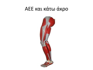 ΑΕΕ και κάτω άκρο
 