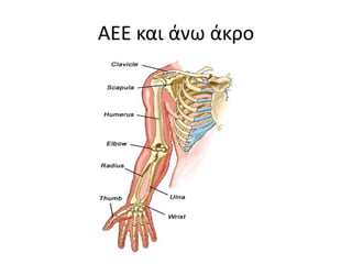 ΑΕΕ και άνω άκρο
 