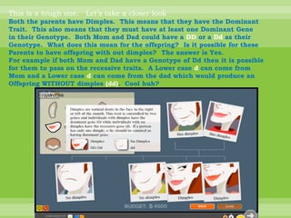 This is a tough one.   Let’s take a closer lookBoth the parents have Dimples.  This means that they have the DominantTrait.  This also means that they must have at least one Dominant Genein their Genotype.  Both Mom and Dad could have a DD or a Dd as theirGenotype.  What does this mean for the offspring?  Is it possible for these Parents to have offspring with out dimples?  The answer is Yes.  For example if both Mom and Dad have a Genotype of Dd then it is possiblefor them to pass on the recessive traits.  A Lower case d can come from Mom and a Lower case d can come from the dad which would produce anOffspring WITHOUT dimples (dd).  Cool huh?