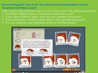 You are doing great!  Keep it up!  We have a few more phenotypes to look at.Remember the Widow’s peak? Take a look at the info below and see if you can answer the following questions.Is having a Widow’s peak a Dominant or Recessive trait?If you have a Widow’s peak, what are your possible Genotypes?If you don’t have a Widow’s peak, what is your possible Genotype?Can you eliminate any claimants based on this Phenotype?