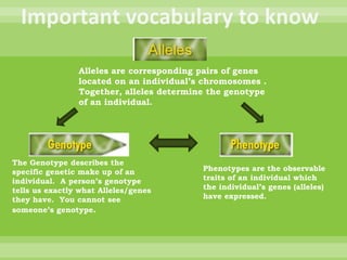 Important vocabulary to knowAlleles are corresponding pairs of genes located on an individual’s chromosomes . Together, alleles determine the genotype of an individual. The Genotype describes the specific genetic make up of an individual.  A person’s genotype tells us exactly what Alleles/genes they have.  You cannot see someone’s genotype.Phenotypes are the observable traits of an individual which the individual’s genes (alleles) have expressed.