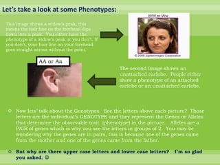 Let’s take a look at some Phenotypes:This image shows a widow’s peak, this means the hair line on the forehead dips down into a peak.  You either have the phenotype of a widow’s peak or you don’t. If you don’t, your hair line on your forehead goes straight across without the point.AA or AaThe second image shows an unattached earlobe.  People either show a phenotype of an attached earlobe or an unattached earlobe. Now lets’ talk about the Genotypes.  See the letters above each picture?  Those letters are the individual’s GENOTYPE and they represent the Genes or Alleles that determine the observable trait  (phenotype) in the picture.   Alleles are a PAIR of genes which is why you see the letters in groups of 2.  You may be wondering why the genes are in pairs, this is because one of the genes came from the mother and one of the genes came from the father. But why are there upper case letters and lower case letters?   I’m so glad you asked. 