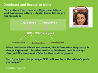 Dominant and Recessive traitsYou noticed that there are Uppercase letters  and Lowercase letters .  Again, these letters are the GenotypeWhen dominant alleles are present, the information they carry is always expressed.   In other words, a dominant trait is always observed if a dominant allele for that trait is present.So, if you have the genotype WW, will you have the widow’s peak phenotype?ABSOLUTELY!!!!