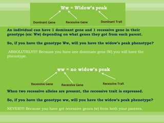An individual can have 1 dominant gene and 1 recessive gene in their genotype (ex: Ww) depending on what genes they got from each parent.So, if you have the genotype Ww, will you have the widow’s peak phenotype?ABSOLUTELY!!!! Because you have one dominate gene (W) you will have the phenotype.When two recessive alleles are present, the recessive trait is expressed.So, if you have the genotype ww, will you have the widow’s peak phenotype?NEVER!!!! Because you have got recessive genes (w) from both your parents.