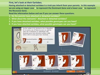 First, let’s look at their Earlobes.  Having attached or detached earlobes is a trait you inherit from your parents.  In this example we are using an Upper case A to represent the Dominant Gene and a lower case a to represent the Recessive Gene.  Read the information below and see if you can answer these questions. 1.  Do the parents have attached or detached earlobes?2.  What about the claimants?  Attached or detached earlobes?3.  If you have detached earlobes, what possible genotypes can you have?4.  If you have attached earlobes, what possible genotypes can you have?