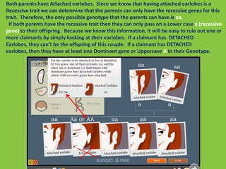 Both parents have Attached earlobes.  Since we know that having attached earlobes is a Recessive trait we can determine that the parents can only have the recessive genes for this trait.  Therefore, the only possible genotype that the parents can have is aa.    If both parents have the recessive trait then they can only pass on a Lower case a (recessive gene) to their offspring.  Because we know this information, it will be easy to rule out one or more claimants by simply looking at their earlobes.  If a claimant has  DETACHED Earlobes, they can’t be the offspring of this couple.  If a claimant has DETACHED earlobes, then they have at least one Dominant gene or Uppercase A in their Genotype.aaaaaaaaaaaaaaAa or AA