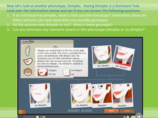 Now let’s look at another phenotype, Dimples.  Having Dimples is a Dominant Trait.Look over the information below and see if you can answer the following questionsIf an individual has dimples, what is their possible Genotype? (remember, these are letters and you can have more than one possible genotype)Do the parents have dimples or not?  What is there genotype?Can you eliminate any claimants based on this phenotype (dimples or no dimples?