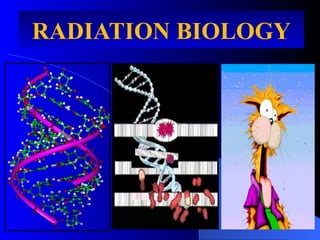 RADIATION BIOLOGY
 
