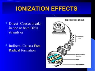 IONIZATION EFFECTS
IONIZATION EFFECTS
 Direct- Causes breaks
in one or both DNA
strands or
 Indirect- Causes Free
Radical formation
 
