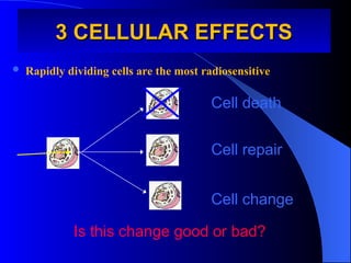 3 CELLULAR EFFECTS
3 CELLULAR EFFECTS
 Rapidly dividing cells are the most radiosensitive
Cell death
Cell repair
Cell change
Is this change good or bad?
 
