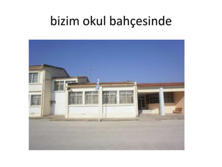 bizim okul bahçesinde
 