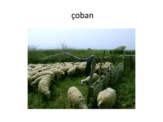 çoban
 