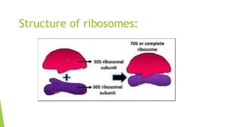 Bacterial Ribosomal Structure Bacterial Structure/Keerthana Ramesh/pptx | PDF