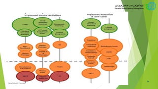 14
New Bobath Concept
 