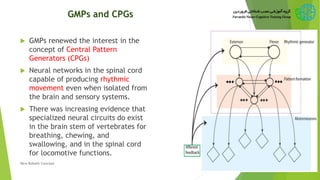 GMPs and CPGs
 GMPs renewed the interest in the
concept of Central Pattern
Generators (CPGs)
 Neural networks in the spinal cord
capable of producing rhythmic
movement even when isolated from
the brain and sensory systems.
 There was increasing evidence that
specialized neural circuits do exist
in the brain stem of vertebrates for
breathing, chewing, and
swallowing, and in the spinal cord
for locomotive functions.
41New Bobath Concept
 