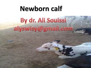 Newborn calf
 