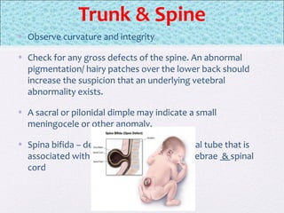 Trunk & Spine
• Observe curvature and integrity
• Check for any gross defects of the spine. An abnormal
pigmentation/ hairy patches over the lower back should
increase the suspicion that an underlying vetebral
abnormality exists.
• A sacral or pilonidal dimple may indicate a small
meningocele or other anomaly.
• Spina bifida – defect in closure of the neural tube that is
associated with malformations of the vertebrae & spinal
cord
 