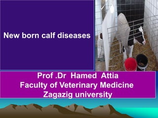 Prof .Dr Hamed Attia
Faculty of Veterinary Medicine
Zagazig university
New born calf diseases
 