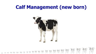 Calf Management (new born)
 